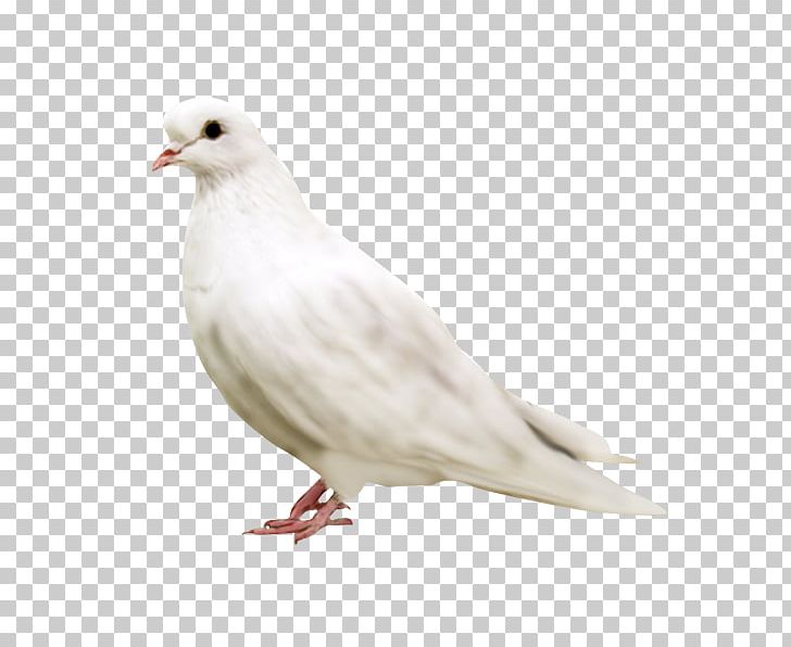 Columbidae Domestic Pigeon Bird Paper PNG, Clipart, Animals, Bird, Chicken, Domestic Pigeon, Doves As Symbols Free PNG Download