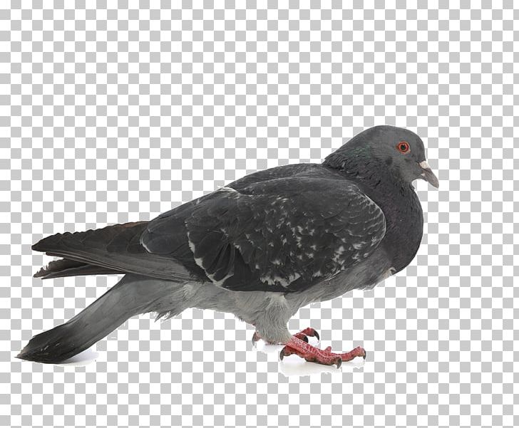 Columbidae Stock Dove Photography PNG, Clipart, Animal, Animals, Beak, Biological, Bird Free PNG Download