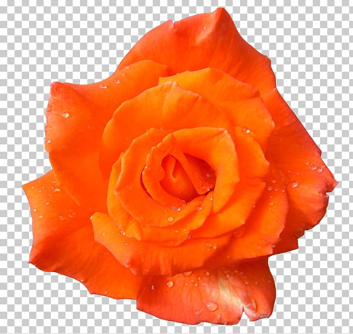 Flower Desktop PNG, Clipart, Art, Blue Rose, Computer Icons, Cut Flowers, Desktop Wallpaper Free PNG Download