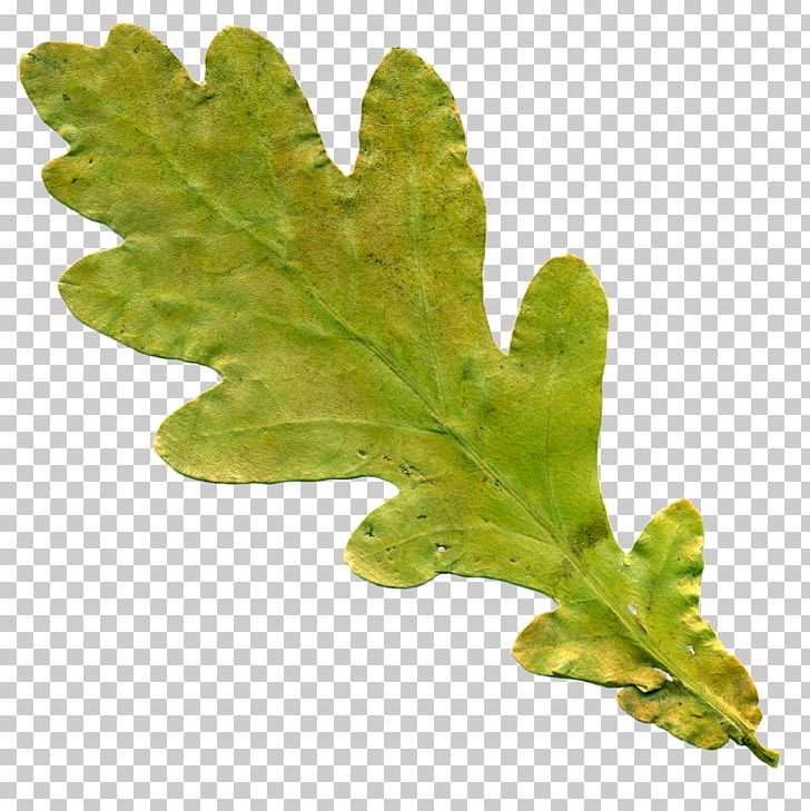 Leaf English Oak PNG, Clipart, Acorn, Clip Art, Download, English Oak, Leaf Free PNG Download