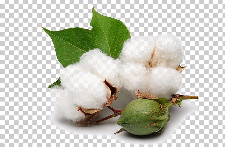 Organic Cotton Cottonseed Agriculture PNG, Clipart, Agriculture, Cotton, Cottonseed, Crop, Fiber Free PNG Download
