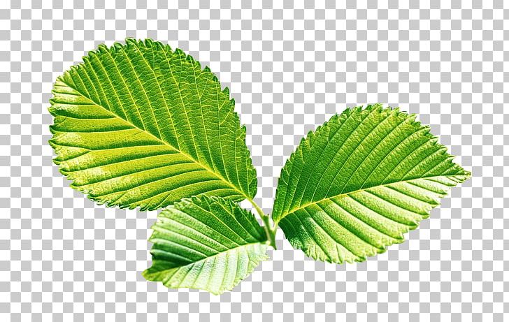 Cherry Toronto Maple Leafs PNG, Clipart, Autumn, Autumn Leaves, Banana Leaves, Cherry, Cherry Blossom Free PNG Download