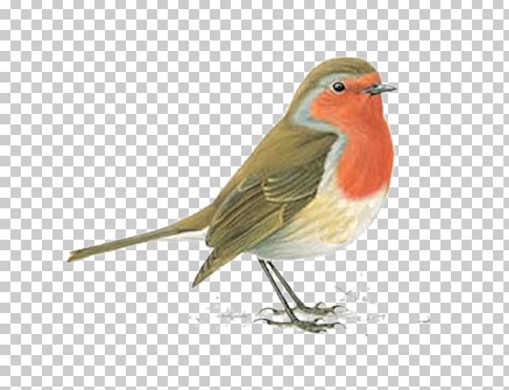 European Robin Bird American Robin Northern Cardinal PNG, Clipart, Altricial, American Robin, Animals, Beak, Bird Free PNG Download