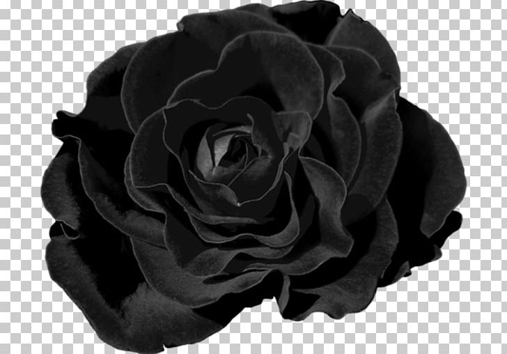 Garden Roses Cut Flowers Chomikuj.pl PNG, Clipart, Black, Black And White, Black M, Chomikujpl, Cicek Free PNG Download