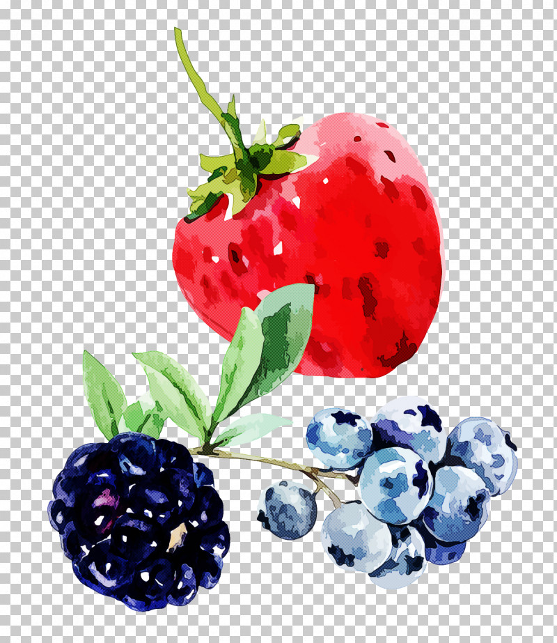 Strawberry PNG, Clipart, Berry, Bilberry, Blackberry Limited, Fruit, Inismsci Saudi Acapls Free PNG Download