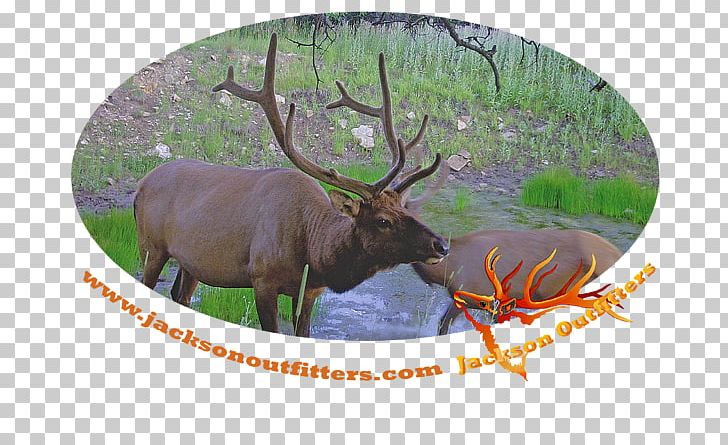 Elk Reindeer Antler Fauna Terrestrial Animal PNG, Clipart, Animal, Antler, Deer, Elk, Elk Antlers Free PNG Download