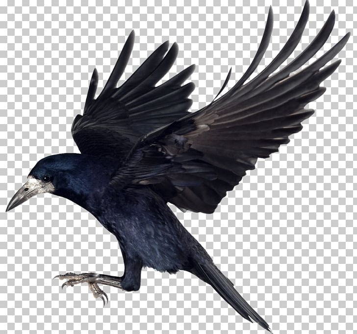 Rook Bird Common Raven Carrion Crow PNG, Clipart, American Crow, Animals, Beak, Bird, Bird Flight Free PNG Download