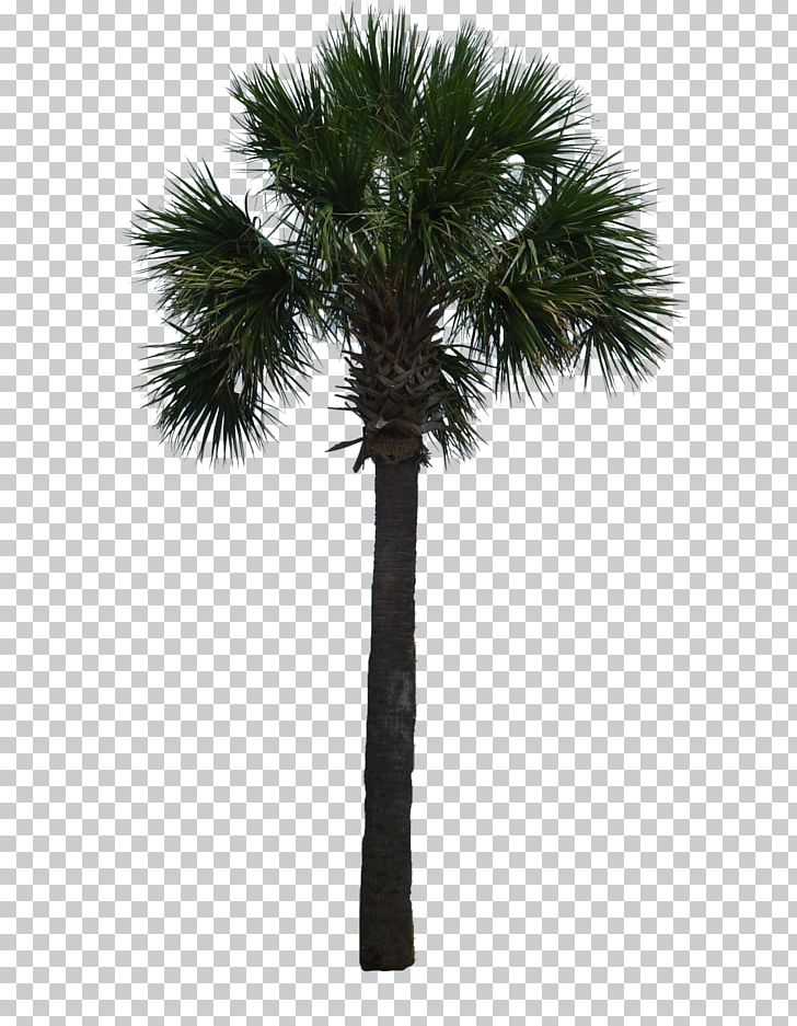 Tree Arecaceae Woody Plant Asian Palmyra Palm PNG, Clipart, Arecaceae, Arecales, Asian Palmyra Palm, Borassus, Borassus Flabellifer Free PNG Download