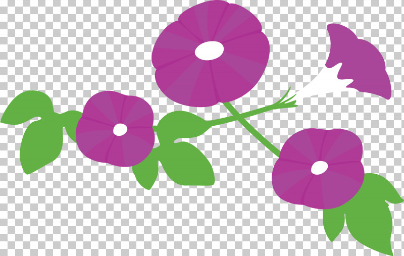 Morning Glory Flower PNG, Clipart, Flower, Impatiens, Magenta, Morning Glory, Morning Glory Flower Free PNG Download