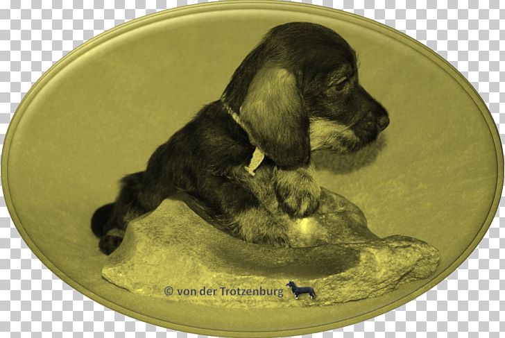 Boykin Spaniel American Cocker Spaniel Field Spaniel English Cocker Spaniel Dog Breed PNG, Clipart, American Cocker Spaniel, Animals, Aretus, Boykin Spaniel, Breed Free PNG Download