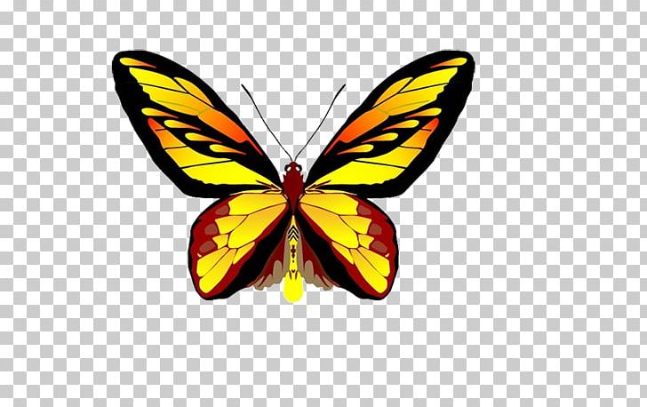 Butterfly PNG, Clipart, Brush Footed Butterfly, Butterflies, Butterfly Group, Cartoon, Color Free PNG Download
