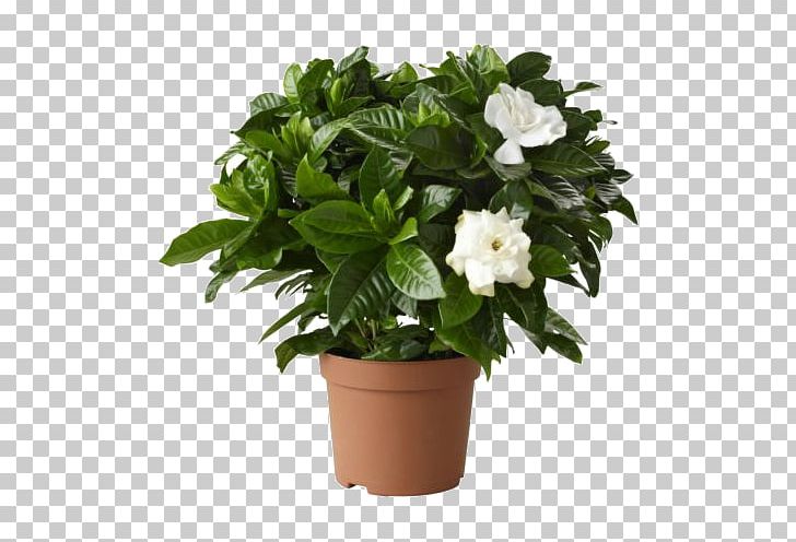 Cape Jasmine Houseplant Flowerpot Garden Shrub PNG, Clipart,  Free PNG Download