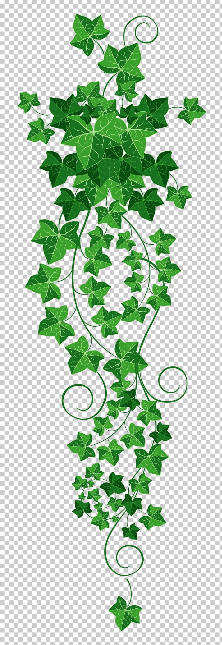 Common Ivy Vine PNG, Clipart, Art, Branch, Common Ivy, Document, Drawing Free PNG Download