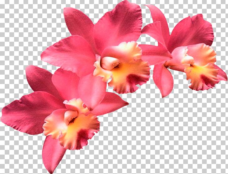 Moth Orchids Flower PNG, Clipart, Cattleya, Cattleya Orchids, Clip Art, Cut Flowers, Flower Free PNG Download