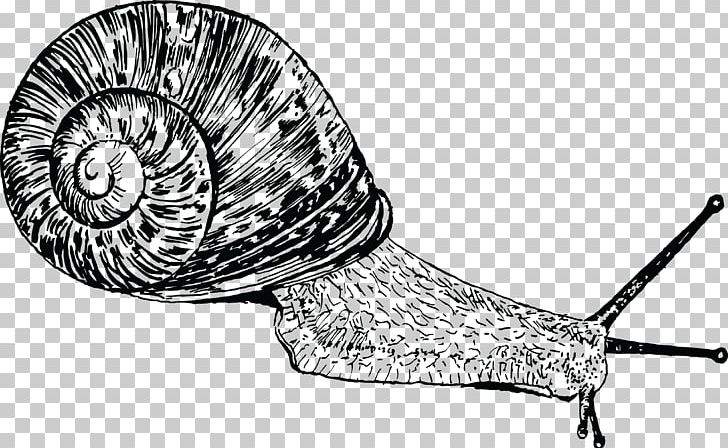 Snail Gastropods Gastropod Shell Seashell PNG, Clipart, Animals, Biomineral, Black And White, Cornu Aspersum, Gastropods Free PNG Download