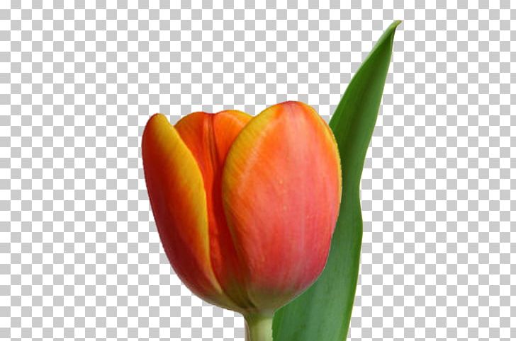 Tulip Flowering Plant Bud Liliaceae PNG, Clipart, Bud, Closeup, Flower, Flowering Plant, Flowers Free PNG Download