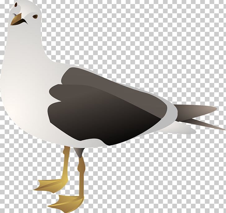 Gulls European Herring Gull Bird PNG, Clipart, American Herring Gull, Animals, Art, Beak, Bird Free PNG Download