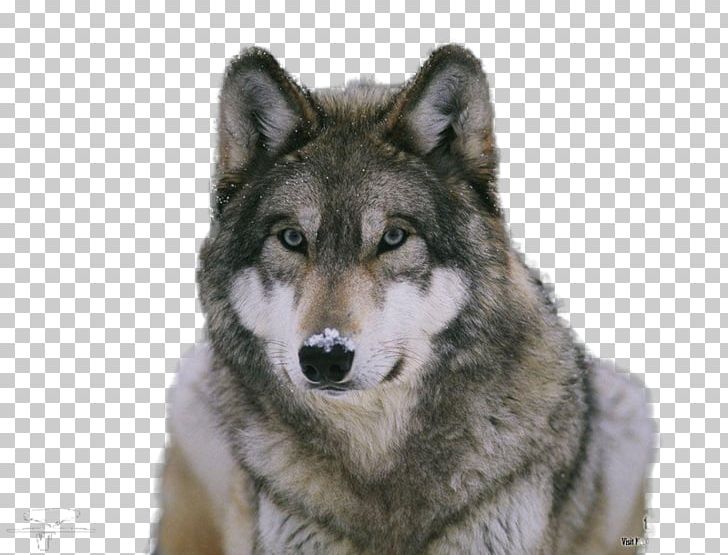 Moose Lone Wolf Puppy Pack Printing PNG, Clipart, Animals, Art, Canis Lupus Tundrarum, Canvas Print, Carnivoran Free PNG Download