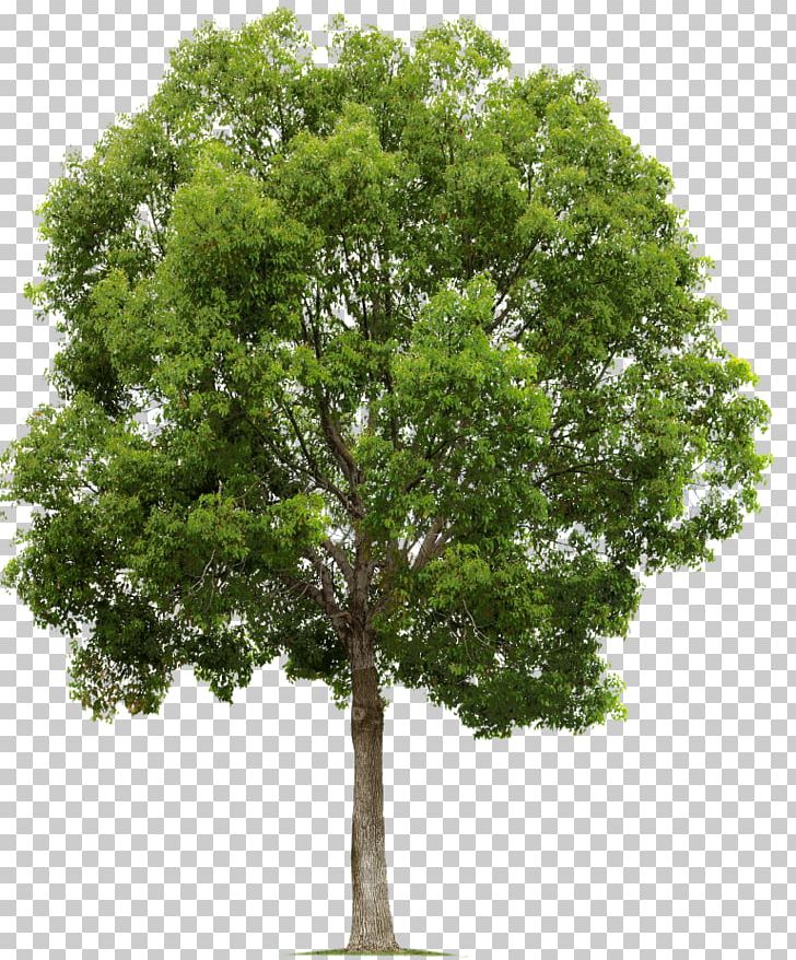 Tree Populus Nigra Alpha Compositing PNG, Clipart, Alpha Compositing, Branch, Clip Art, Cottonwood, Image Resolution Free PNG Download