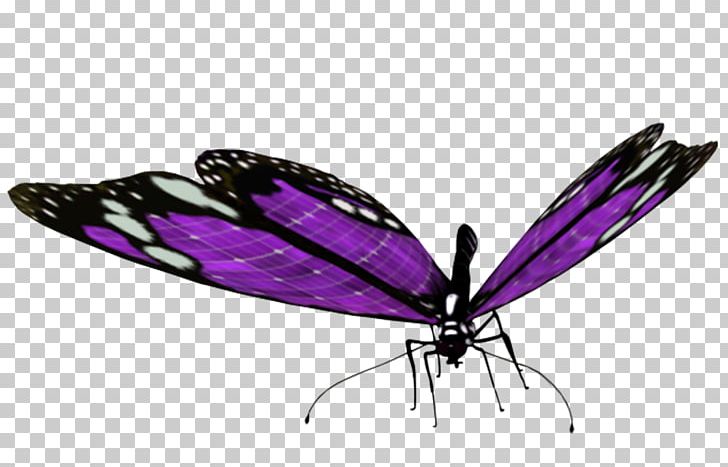 Brush-footed Butterflies Butterfly PNG, Clipart, Arthropod, Brush Footed Butterfly, Butterflies And Moths, Butterfly, Digital Image Free PNG Download