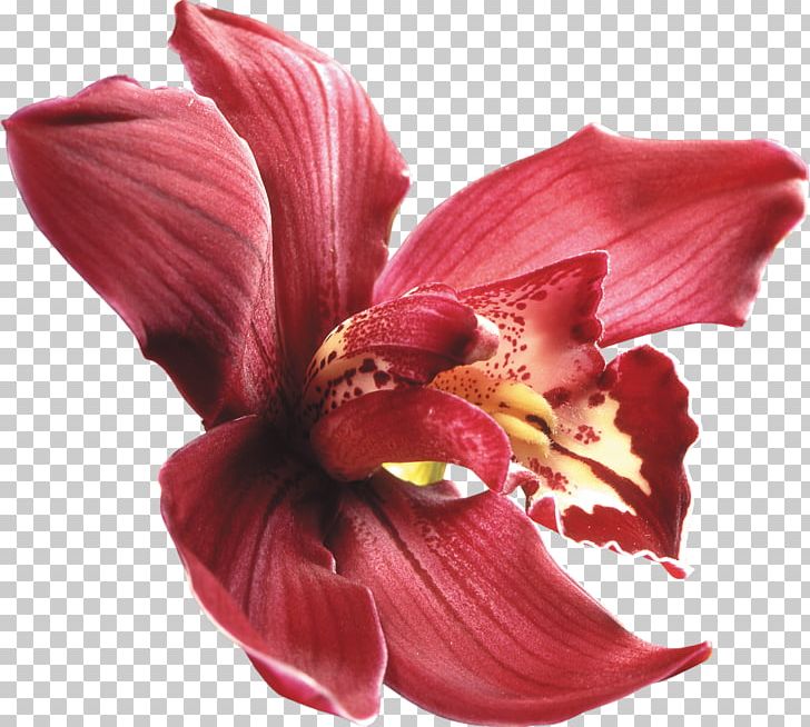 Moth Orchids Flower Red Cattleya Orchids PNG, Clipart, Alstroemeriaceae, Amaryllis, Amaryllis Family, Burgundy Flowers, Cattleya Orchids Free PNG Download