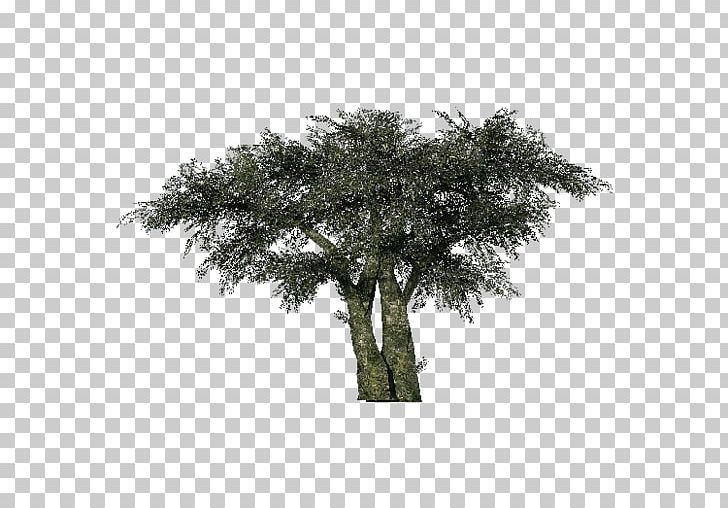 Tree Olive Computer Software Project Three-dimensional Space PNG, Clipart, Architectural Engineering, Branch, Computer Software, Download, Dwg Free PNG Download