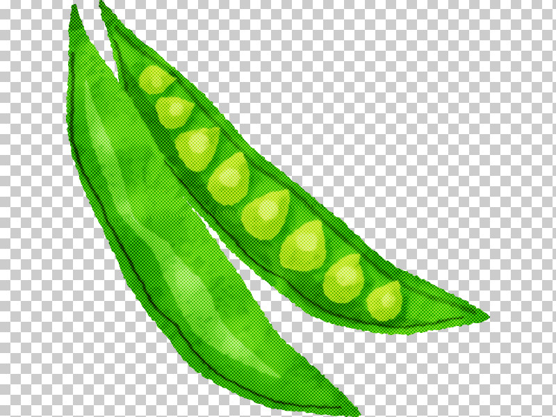 Pea Plant Stem Legume Leaf Lima Bean PNG, Clipart, Biology, Leaf, Legume, Lima Bean, Pea Free PNG Download