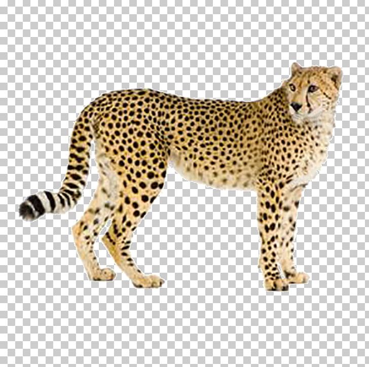 Cheetah Leopard Hyena Cat Eurasian Lynx PNG, Clipart, Animal, Animals, Big Cats, Carnivoran, Cat Like Mammal Free PNG Download