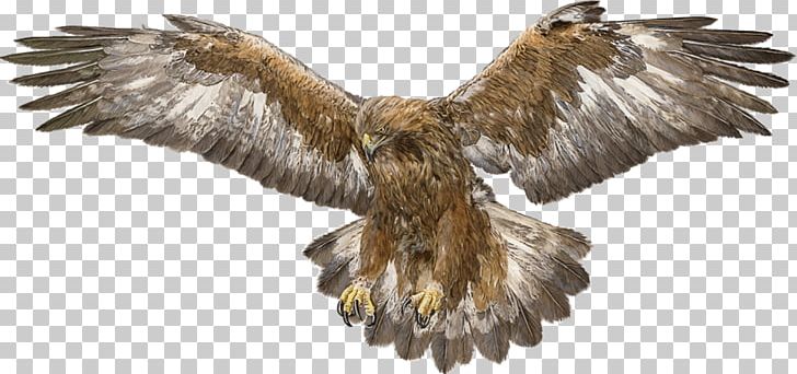 white tailed eagle wingspan clipart