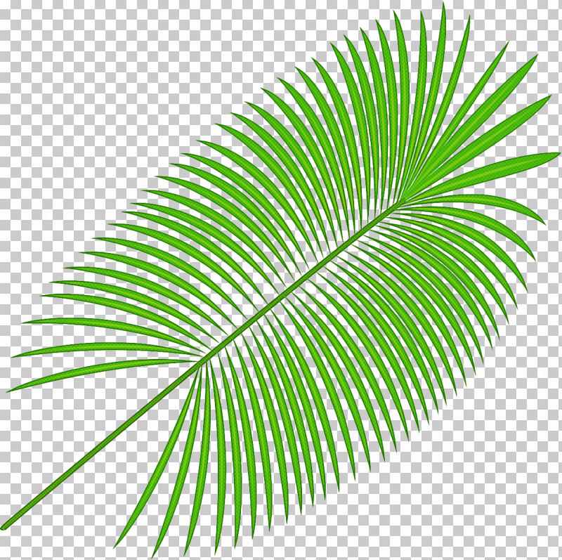Palm Tree PNG, Clipart, Arecales, Cycad, Flower, Green, Leaf Free PNG Download