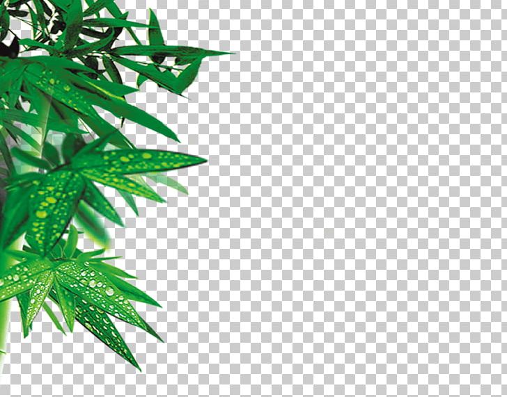 Bamboo Leaf PNG, Clipart, Background, Bamboo, Bamboo Material, Branch, Cannabis Free PNG Download