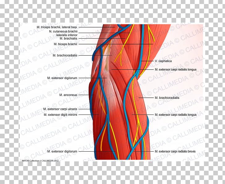 Muscle Elbow Shoulder Muscular System Biceps PNG, Clipart, Abdomen, Anconeus Muscle, Angle, Arm, Biceps Free PNG Download