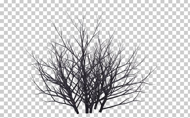 Shrub Winter Tree Drawing PNG, Clipart, Birch, Black, Black And White, Branch, Drawing Free PNG Download