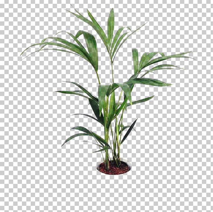 Arecaceae Grasses Flowerpot Houseplant Plant Stem PNG, Clipart, Arecaceae, Arecales, Family, Flower, Flowerpot Free PNG Download