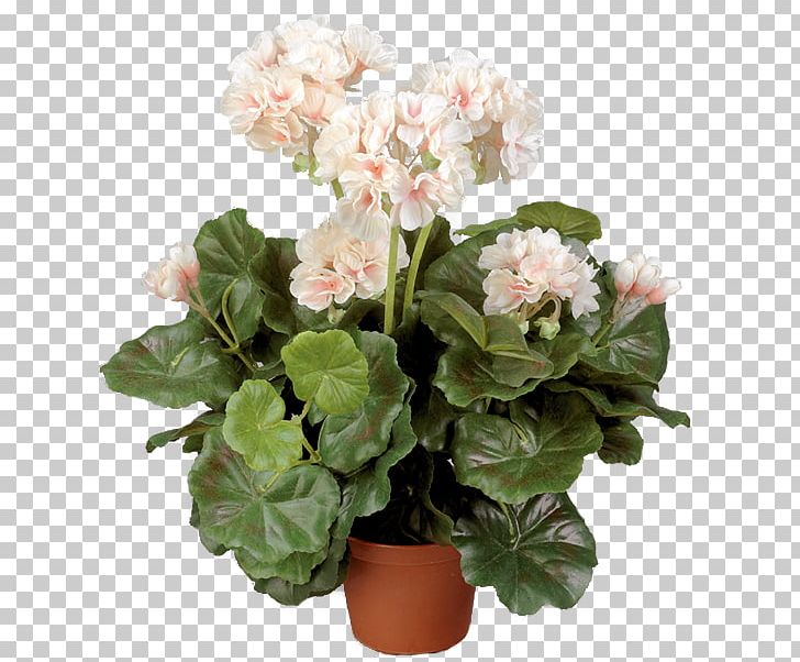 Crane's-bill Flowerpot Geraniums Cachepot Plant PNG, Clipart, Cachepot, Flowerpot, Geraniums, Plant Free PNG Download