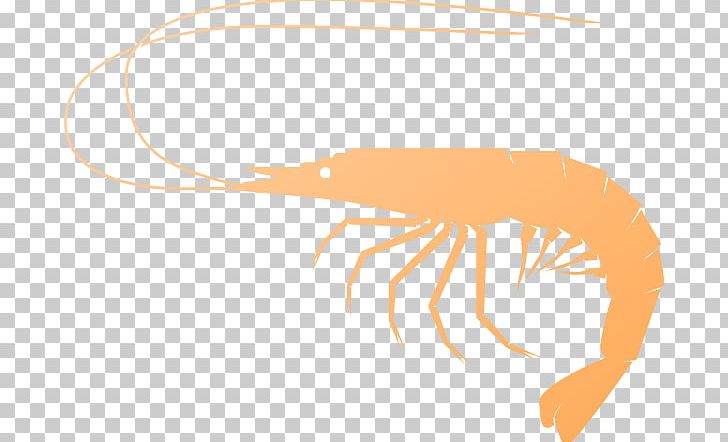 Shrimp And Prawn As Food PNG, Clipart, Art, Beak, Drawing, Finger, Free Content Free PNG Download