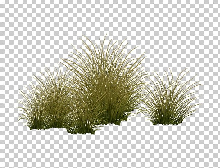 Vegetation Shrubland Tree Grasses Plant PNG, Clipart, Aquatic Plants, Family, Grass, Grasses, Grass Family Free PNG Download