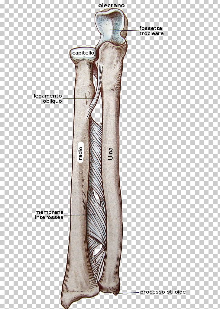 Interosseous Membrane Of Forearm Bone PNG, Clipart, Alter, Anatomy, Arm, Bone, Carpal Bones Free PNG Download