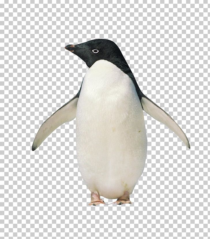 King Penguin Antarctic Hello PNG, Clipart, Animal, Animals, Antarctic, Beak, Bird Free PNG Download