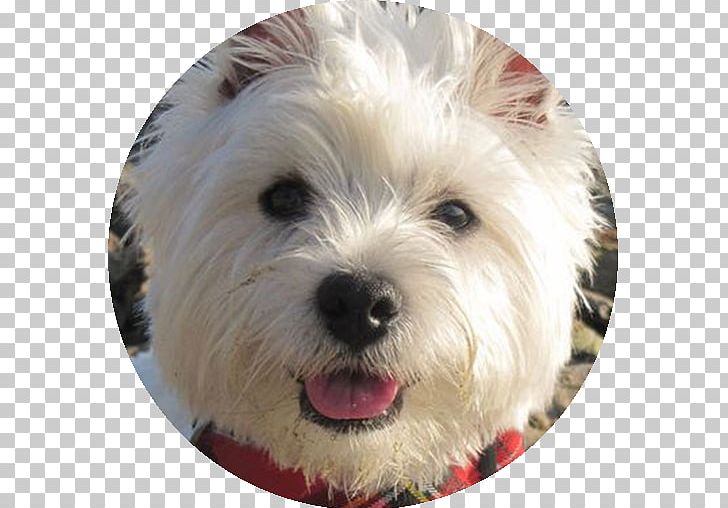 West Highland White Terrier Dandie Dinmont Terrier Cairn Terrier Glen Of Imaal Terrier Norfolk Terrier PNG, Clipart, Animals, Boston Terrier, Cair, Carnivoran, Companion Dog Free PNG Download