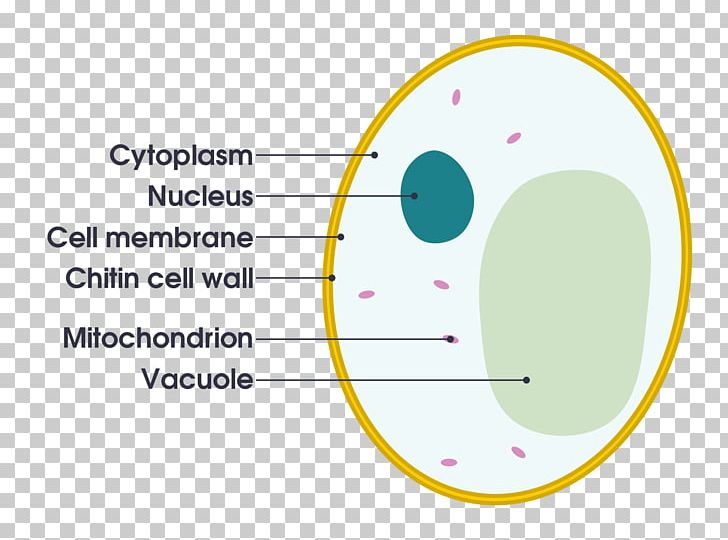 Brewer's Yeast Cell Fermentation Baker's Yeast PNG, Clipart,  Free PNG Download