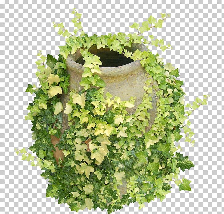 Common Ivy Vine Houseplant Hedera Hibernica PNG, Clipart, Bulb, Common Ivy, Container Garden, Food Drinks, Garden Free PNG Download