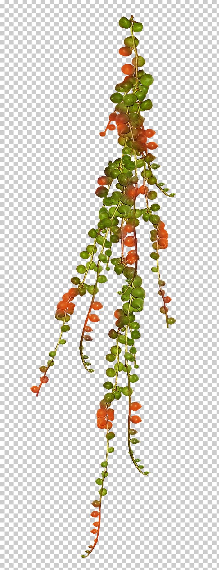 Plant Vine Tree Spruce PNG, Clipart, Branch, Christmas Decoration, Christmas Ornament, Christmas Tree, Conifer Free PNG Download