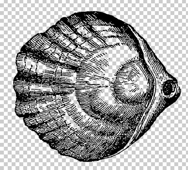 Snail Gastropods Conchology Seashell Invertebrate PNG, Clipart, Animal, Animals, Black And White, Circle, Conchology Free PNG Download