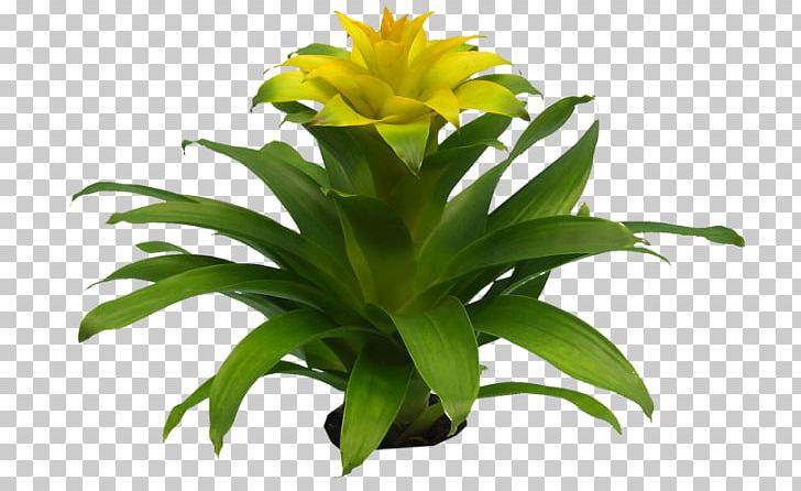 Flowering Plant Asplenium Nidus Bromelia Poinsettia PNG, Clipart, Asplenium Nidus, Beautiful Flower, Bromelia, Bromeliads, Burknar Free PNG Download