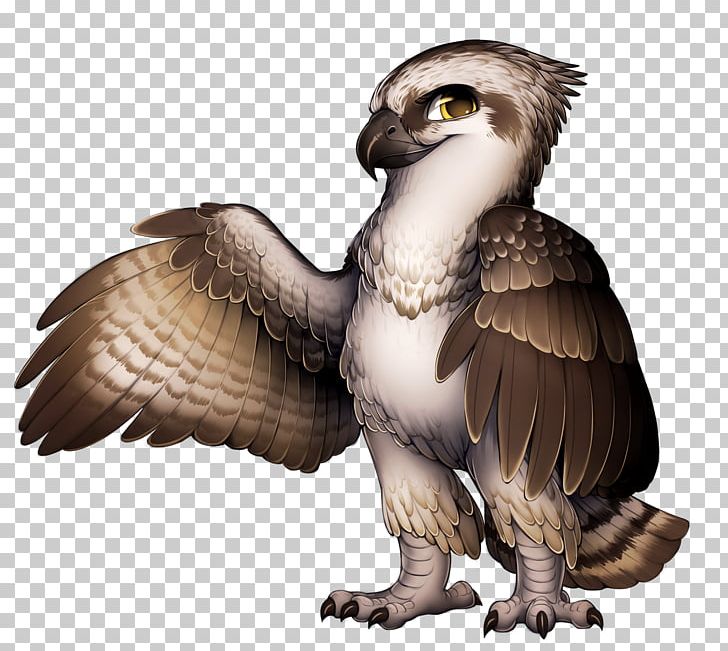 Eagle Falcon Hawk PNG, Clipart, Accipitriformes, Animals, Beak, Bird, Bird Of Prey Free PNG Download