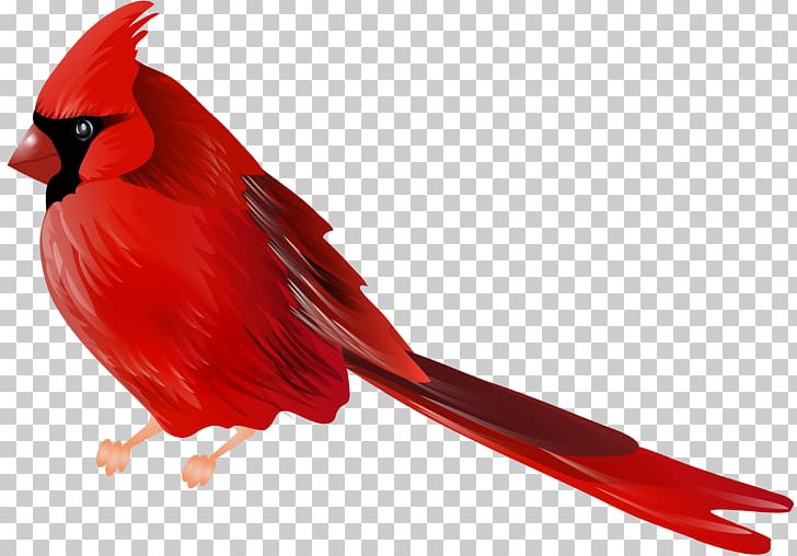 Bird Northern Cardinal Desktop PNG, Clipart, Animals, Arizona Cardinals, Beak, Bird, Cardinal Free PNG Download