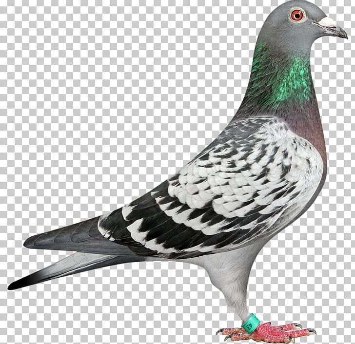 Homing Pigeon Racing Homer Columbidae Bird Fancy Pigeon PNG, Clipart, Animal, Animals, Beak, Bird, Breed Free PNG Download