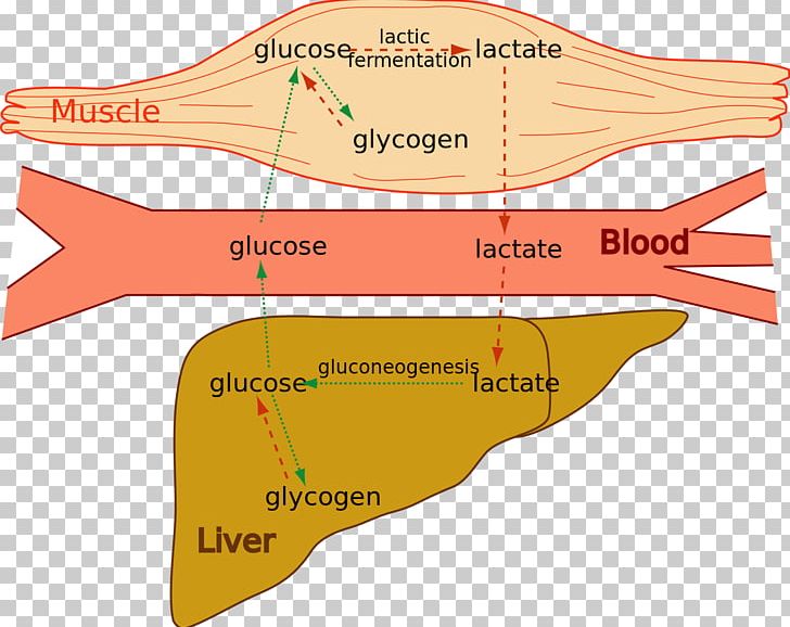 Lactic Acid Fermentation Cori Cycle Muscle Glycogen PNG, Clipart, Acid, Acidosis, Angle, Area, Blood Free PNG Download