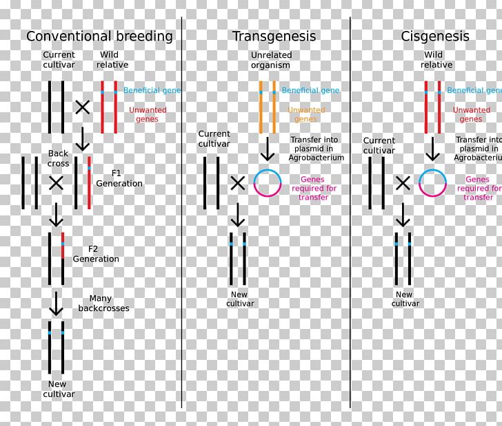 Cisgenesis Genetic Engineering Genetically Modified Crops Transgenesis PNG, Clipart, Area, Biology, Biotechnology, Brand, Cisgenesis Free PNG Download